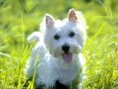/album/fotogaleria-co-bawi-katush/westhighlandwhiteterrier-jpg/
